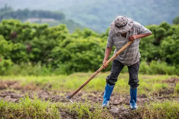 Planejamento Previdenciário Rural: O Segredo da Contribuição Facultativa Desvendado (e as Injustiças Reveladas)