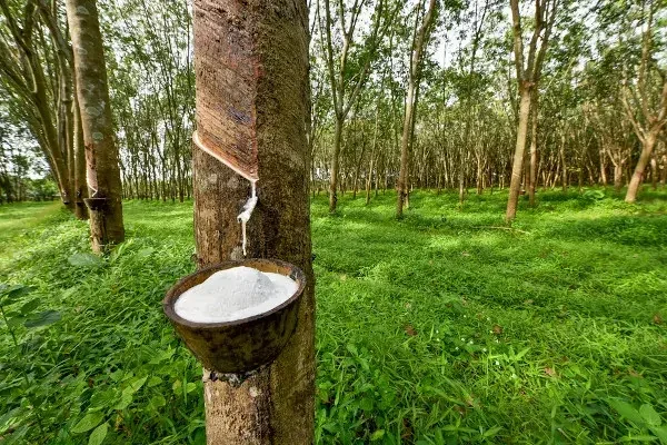 TRF1 considera indevida a acumulação de pensão vitalícia de seringueiro com outro benefício de natureza previdenciári