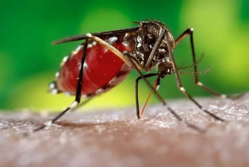 Pensão Especial Vitalícia para pessoas com Síndrome Congênita do Zika Vírus